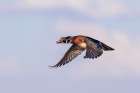 Wood duck male in flight, Marion County, Illinois. Art Print